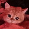 kittycatgirl_8