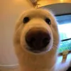quangdat_hihi