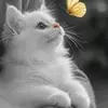 hmida.bemri