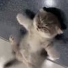 marta_berga_catdog