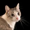 cococat410