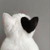 manal_o002