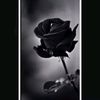 user4066007220074mughal