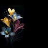 .lmelli