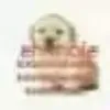 juliabuffalo