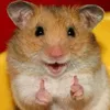 hamsterdojoinha