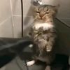 gato_gordo_ssj