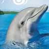flipper6280