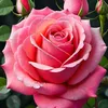 almuntazar_21