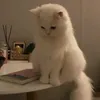 gy_888