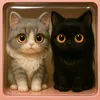 pandy29