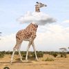 giraffuspeaks