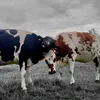jul.ia537