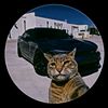 chavez_4447