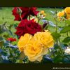 mst.taniya.khatun77