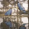 butterfly02232705