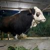 PETERNAK MUDA🐄