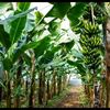 TheFarmer
