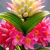 nurhakim4982
