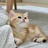cat292300