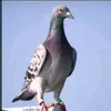 user26941155039187