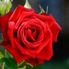ali.hassan.joiya61
