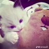 _z4aayp