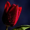 milya_298