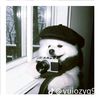 bao_nga09