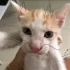 conmemaybeovclon