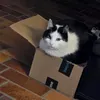 faye_poes