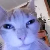 chtozdesbs