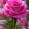 karam.muqbil