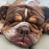 louie230714
