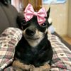 pinkvympire