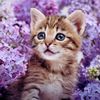 user40931234