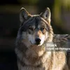 lobo60779