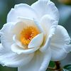 kyaw.htut269