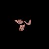 butterflybloom
