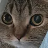 bluestar_thirteen