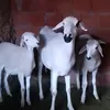 3achamalikonayarab