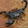 scorpio.boy020