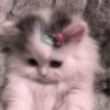 _zezee2