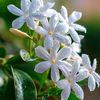 bagerhat.com0