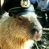 Capibara_General