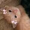 www.tiktok.comhayman3