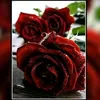 user310753767852