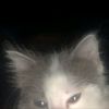 artem_federal