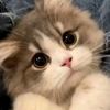 Cat Dog