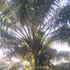berondolsawit787692